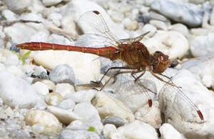 Male Southern Darter2 - Sympetrum meridionalis © John Muddeman